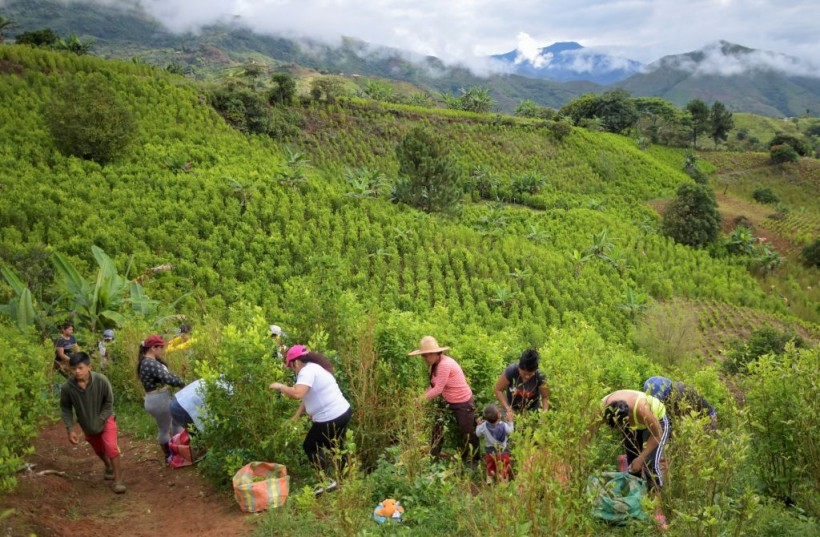 Colombia Cocaine: UN Says Coca Crops Grew to ‘Historic Levels’ Last Year