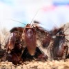 Michigan: Real Halloween Horror, Trick-or-Treat Cancelled Due to Cockroach Infestation  