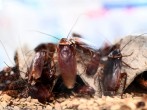 Michigan: Real Halloween Horror, Trick-or-Treat Cancelled Due to Cockroach Infestation  