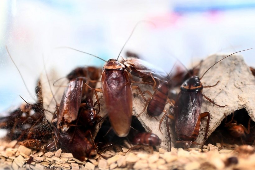 Michigan: Real Halloween Horror, Trick-or-Treat Cancelled Due to Cockroach Infestation  