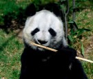 Mexico Is Down to Its Last Panda Xin Xin and She May Also Be the Last in Latin America