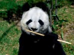 Mexico Is Down to Its Last Panda Xin Xin and She May Also Be the Last in Latin America