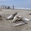 Bird Flu Outbreak in Peru: More Than 13,000 Pelicans, Other Seabirds Found Dead in Several Beaches