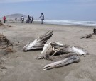 Bird Flu Outbreak in Peru: More Than 13,000 Pelicans, Other Seabirds Found Dead in Several Beaches