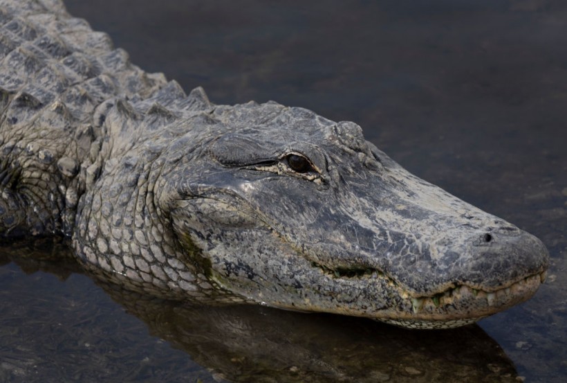 Florida Woman Dead in Shocking Alligator Attack  