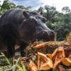 Colombia Reveals Plan to Decrease Pablo Escobar’s Cocaine Hippos’