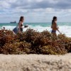 Florida Spring Break at Risk Following Algae Bloom 