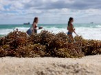 Florida Spring Break at Risk Following Algae Bloom 