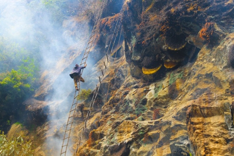 Mad Honey Harvesting in Nepal