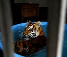 Mexico Confiscates 10 Tigers, 5 Lions in Area Dominated by Mexican Drug Cartels