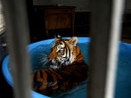 Mexico Confiscates 10 Tigers, 5 Lions in Area Dominated by Mexican Drug Cartels