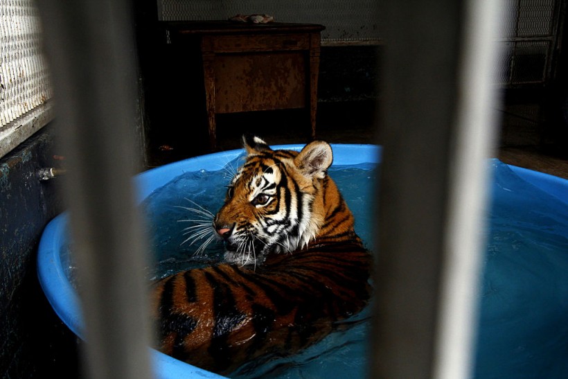 Mexico Confiscates 10 Tigers, 5 Lions in Area Dominated by Mexican Drug Cartels