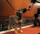 Mexico Gets Puppy from Turkey After Rescue Dog Dies While on Duty  