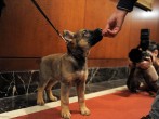 Mexico Gets Puppy from Turkey After Rescue Dog Dies While on Duty  