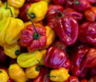 Mexican Hot Peppers: Which are the 5 Hottest?