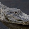 Florida Man Loses Arm in Alligator Attack  
