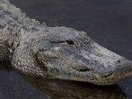 Florida Man Loses Arm in Alligator Attack  