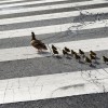 California Man Killed By Teen Driver After Helping a Family of Ducks Cross the Road  