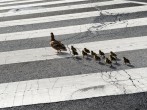 California Man Killed By Teen Driver After Helping a Family of Ducks Cross the Road  