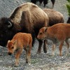 Yellowstone National Park Euthanizes Baby Bison After Visitor Picks It Up  
