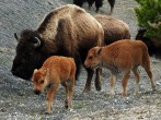 Yellowstone National Park Euthanizes Baby Bison After Visitor Picks It Up  