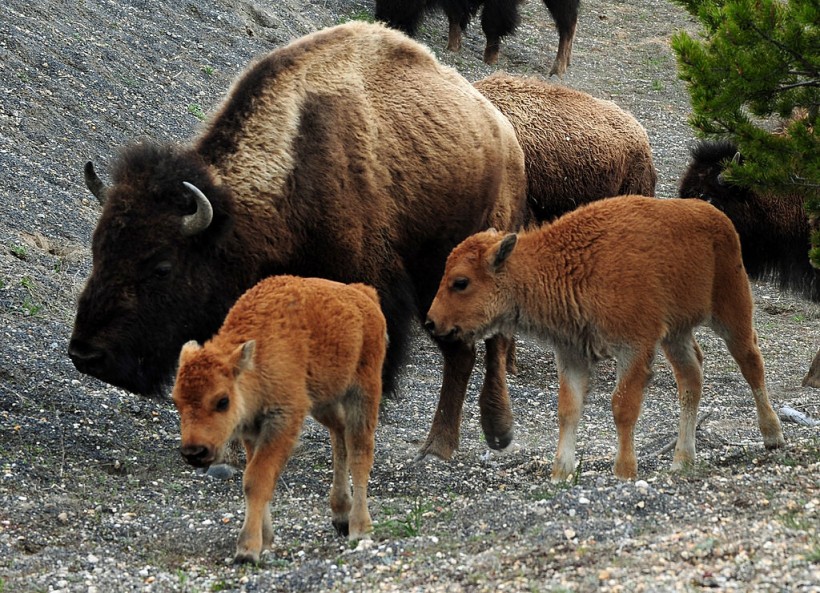Yellowstone National Park Euthanizes Baby Bison After Visitor Picks It Up  