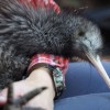Miami Zoo Issues Apology After New Zealand Calls Foul Over Kiwi Mistreatment