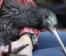 Miami Zoo Issues Apology After New Zealand Calls Foul Over Kiwi Mistreatment