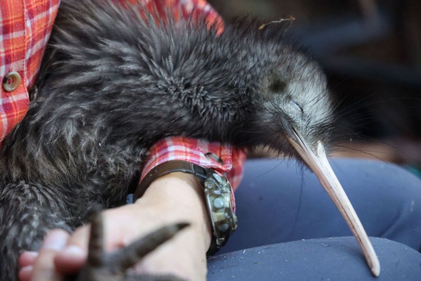 Miami Zoo Issues Apology After New Zealand Calls Foul Over Kiwi Mistreatment