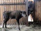 Hawaii Man Pleads Guilty to Interfering with Baby Bison at Yellow Stone National Park  