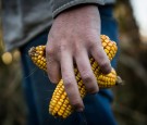 Mexico Farmers Take Over Sinaloa Airport During Protest on Low Grain Prices  