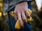 Mexico Farmers Take Over Sinaloa Airport During Protest on Low Grain Prices  