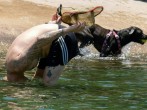 US Heat Wave Forecast: How Hot Will It Be in Texas, Florida, Other States?  