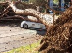 Missouri: Fallen Tree Crushes Parked Car with Woman Inside During Fierce Storm  