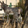 Chile: Somali Wild Ass Born in Zoo, Sparks Hope for 