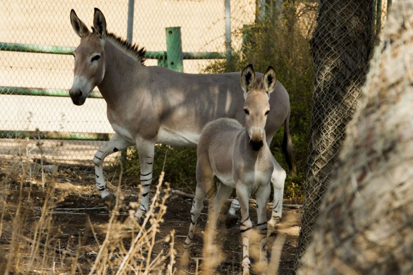 Chile: Somali Wild Ass Born in Zoo, Sparks Hope for "Critically Endangered" Species