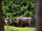 Arizona Woman Heavily Injured Following Bison Attack in Yellowstone National Park  