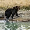 Yellowstone Park Euthanizes Grizzly Bear That Mauled a Hiker to Death In July  