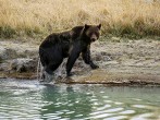 Yellowstone Park Euthanizes Grizzly Bear That Mauled a Hiker to Death In July  