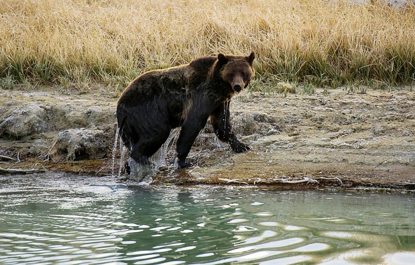 Yellowstone Park Euthanizes Grizzly Bear That Mauled a Hiker to Death In July  