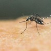 Honduras Breeds 'Special Mosquitoes' To Combat Dengue 
