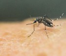 Honduras Breeds 'Special Mosquitoes' To Combat Dengue 