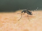 Honduras Breeds 'Special Mosquitoes' To Combat Dengue 