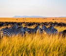 Zebra on brown grass field during daytime