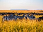 Zebra on brown grass field during daytime
