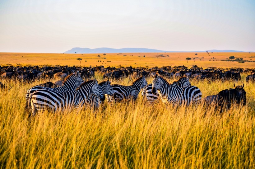 Zebra on brown grass field during daytime