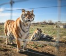 Tiger King' Star Doc Antle Sentenced Over Wildlife Trafficking