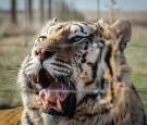 Tiger King Star Doc Antle Pleads Guilty To Wildlife Trafficking and Money Laundering For Human Traffickers 