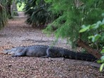 Florida Grandmother Dead Following Alligator Attack; Family Sues Retirement Community for Negligence