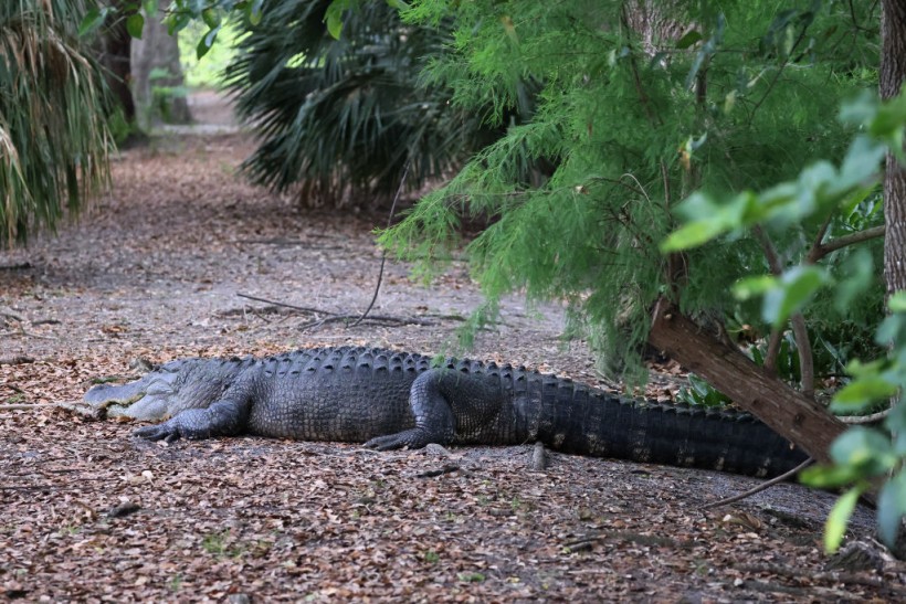 Florida Grandmother Dead Following Alligator Attack; Family Sues Retirement Community for Negligence